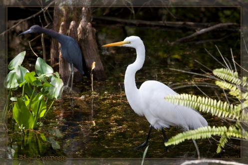 Big Cypress Swamp - White Egret Strolls Past Little Blue Heron