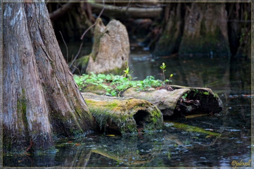 Big Cypress - Swamp Scene with logs
