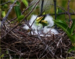 White Egret Chicks-1 week-3-19-14-2-wp-s