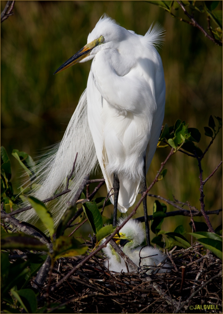 White Egret with Chicks - end of a long day